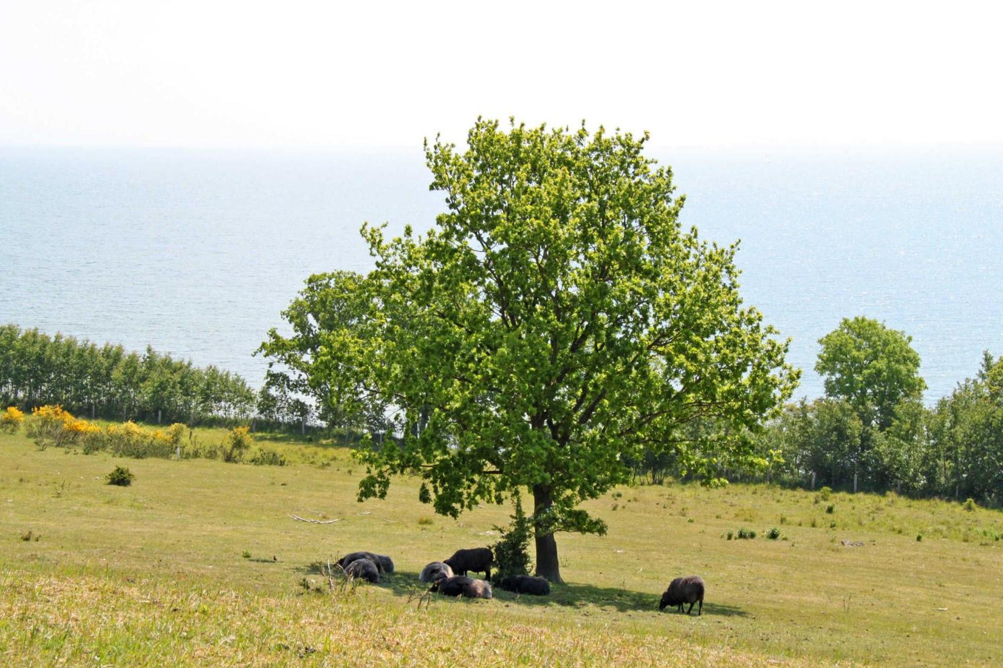 Ferienwohnungen In Goehren 外观 照片